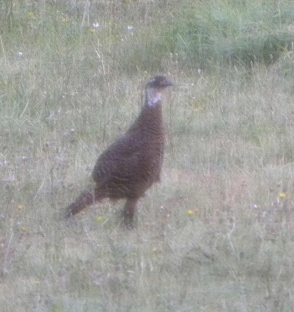 identificazione: probabile ibrido di fagianoo